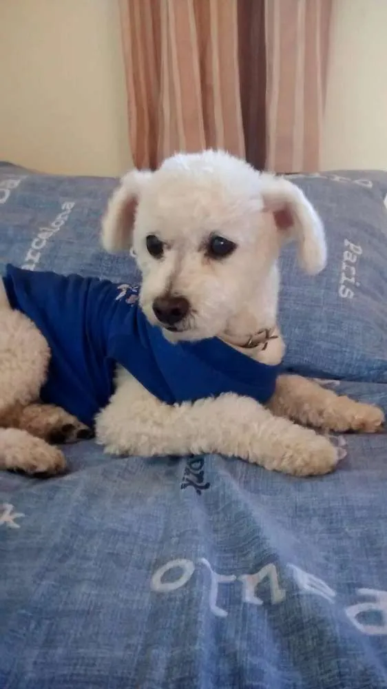 Cachorro raça PODDLE idade 4 anos nome FLOC GRATIFICA