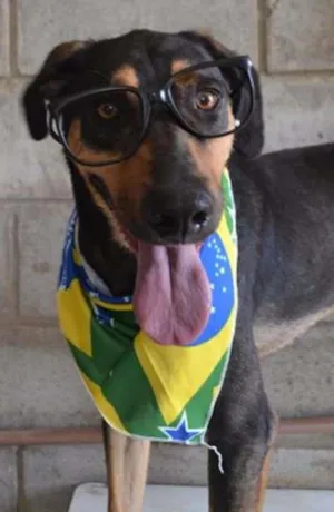 Cachorro raça SRD idade 3 anos nome REX, menino mais li