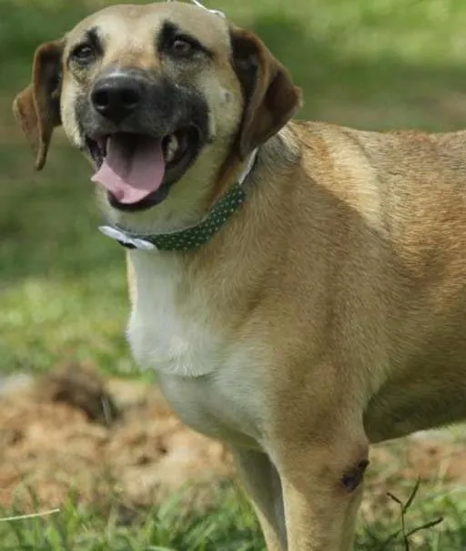 Cachorro ra a SRD idade 6 ou mais anos nome PILAR, um doce de g