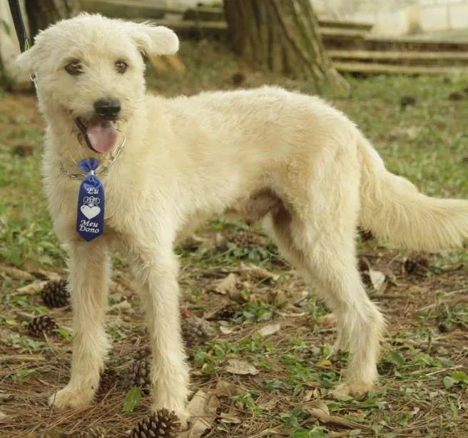 Cachorro ra a SRD idade 5 anos nome PANDY, cara lindo d