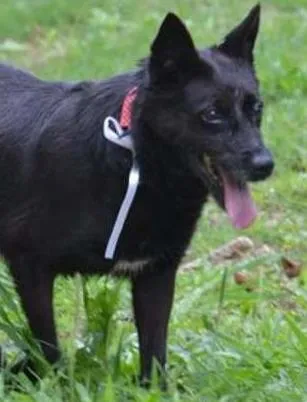 Cachorro ra a SRD idade 6 ou mais anos nome MONALISA, nossa MONA!
