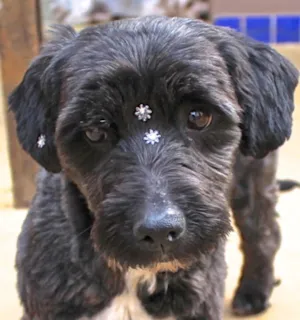 Cachorro raça  idade 5 anos nome NANNY PEQUENA