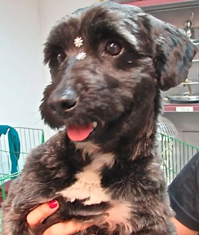 Cachorro ra a  idade 5 anos nome NANNY PEQUENA