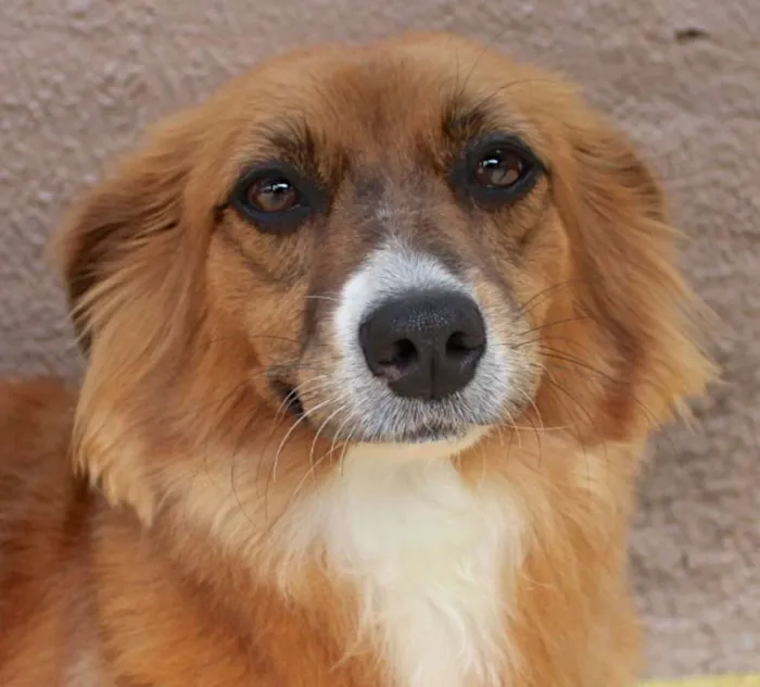 Cachorro ra a  idade 3 anos nome MELANY PEQUENA