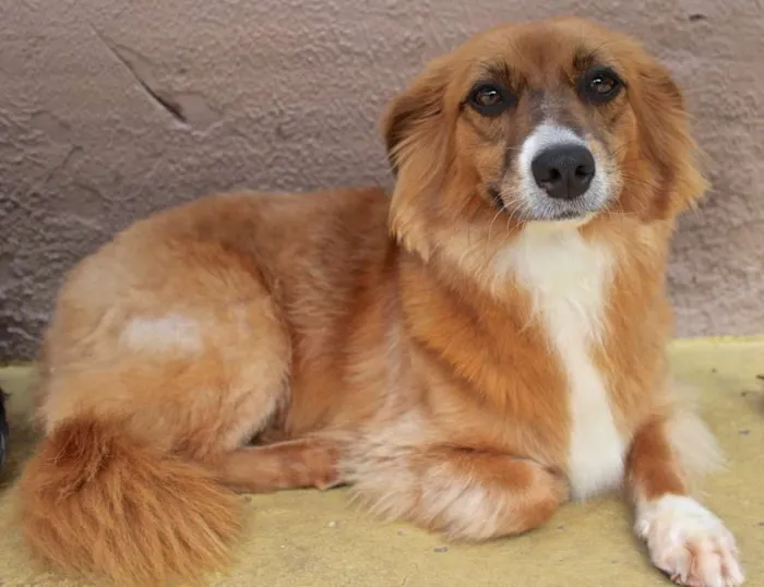 Cachorro ra a  idade 3 anos nome MELANY PEQUENA