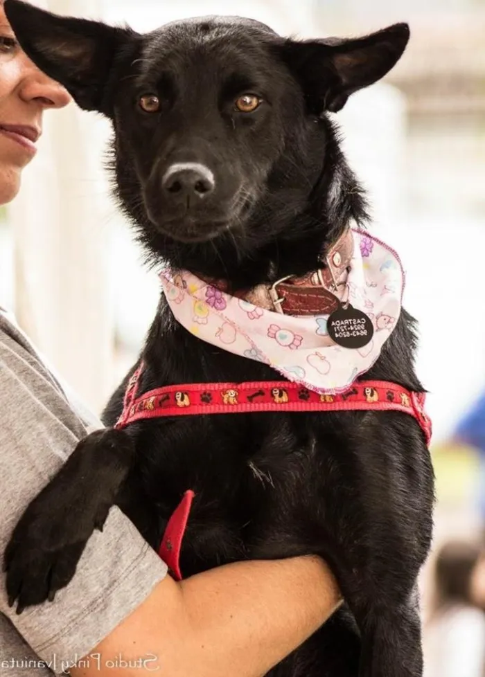 Cachorro ra a SRD idade 2 anos nome Guiné