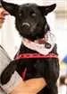 Cachorro raça SRD idade 2 anos nome Guiné