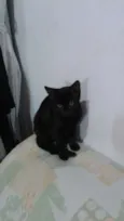 Gatos