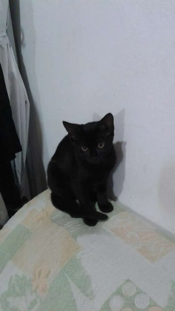 Gato ra a  idade 7 a 11 meses nome Gatos