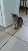 Gatos