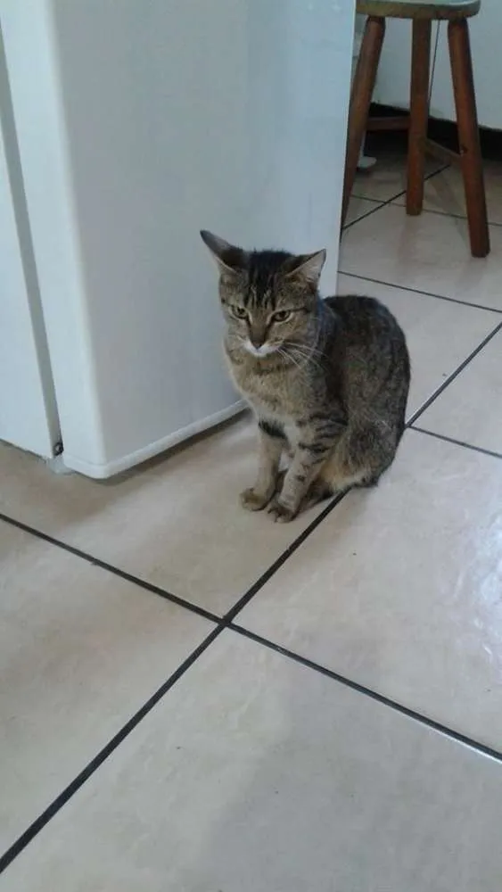 Gato ra a  idade 7 a 11 meses nome Gatos