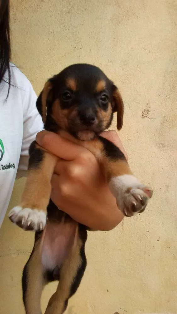Cachorro ra a indefinida idade Abaixo de 2 meses nome Filhotes