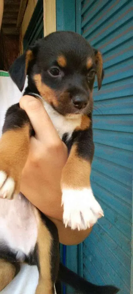 Cachorro ra a indefinida idade Abaixo de 2 meses nome Filhotes