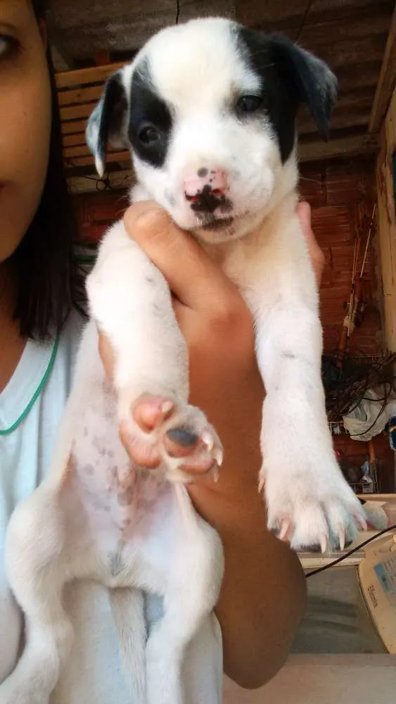 Cachorro ra a indefinida idade Abaixo de 2 meses nome Filhotes