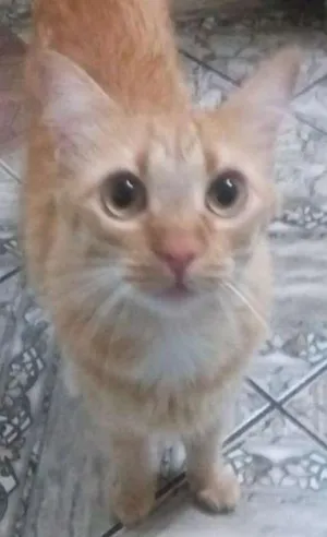 Gato raça SRD idade 1 ano nome Não sei 