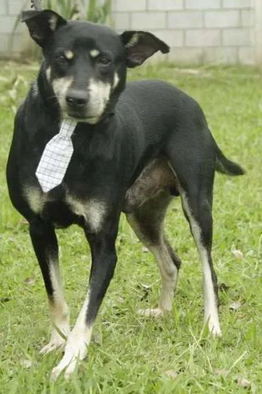 Cachorro ra a SRD idade 5 anos nome CAFÉ, um anjo!