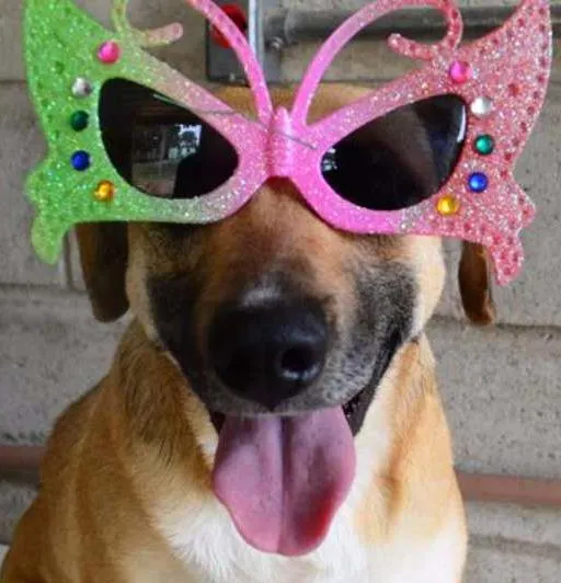 Cachorro ra a SRD idade 6 ou mais anos nome PILAR, um doce de g