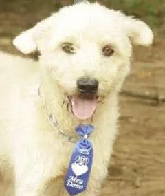 Cachorro ra a SRD idade 5 anos nome PANDY, cara lindo d