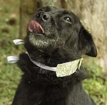 Cachorro ra a SRD idade 6 ou mais anos nome MONALISA, nossa MONA!