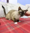 Malu