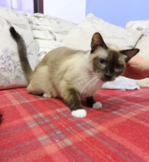 Gato raça SRD idade 2 anos nome Malu