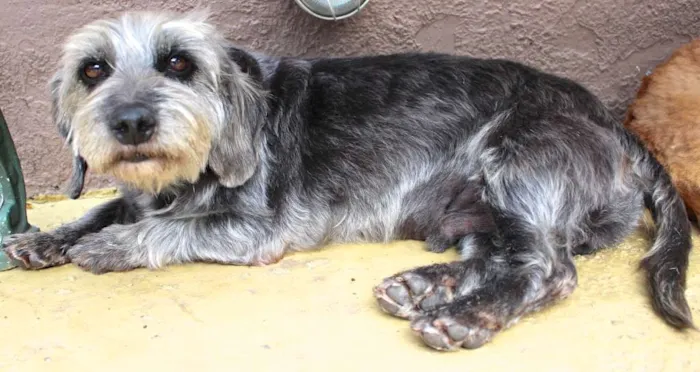 Cachorro ra a  idade 5 anos nome DUDU