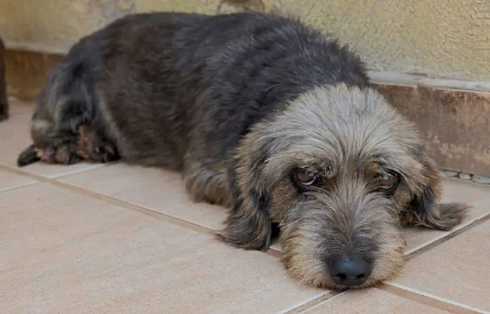 Cachorro ra a  idade 5 anos nome DUDU