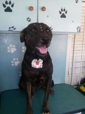 Cachorro raça SRD idade 3 anos nome Cookye