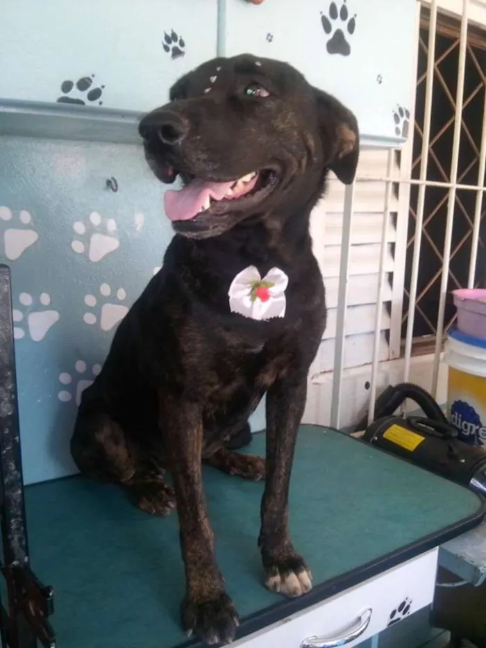 Cachorro ra a SRD idade 3 anos nome Cookye