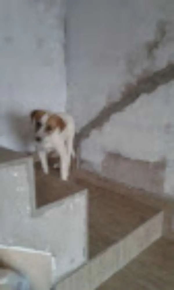 Cachorro ra a Srd idade 2 a 6 meses nome Binho