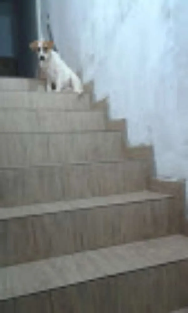 Cachorro ra a Srd idade 2 a 6 meses nome Binho
