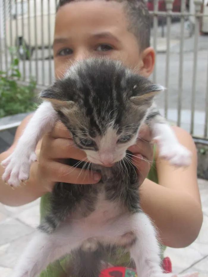 Gato ra a vira lata idade 7 a 11 meses nome Mel