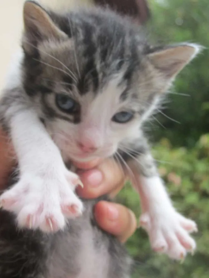 Gato ra a vira lata idade 7 a 11 meses nome Mel