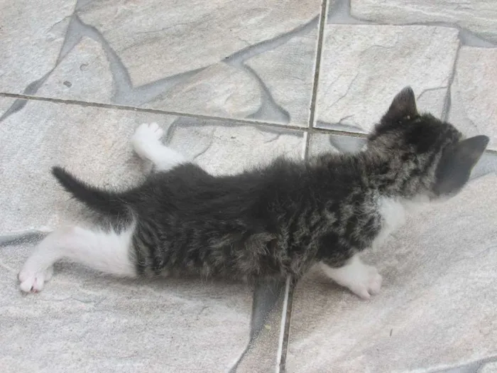 Gato ra a vira lata idade 7 a 11 meses nome Mel