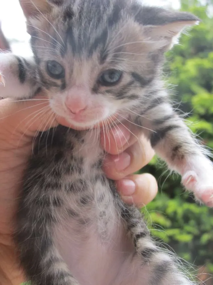 Gato ra a vira lata idade 7 a 11 meses nome Mel