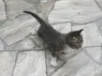 Mel