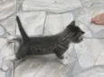 Mel