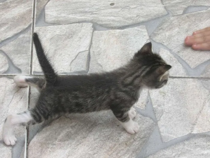 Gato ra a vira lata idade 7 a 11 meses nome Mel
