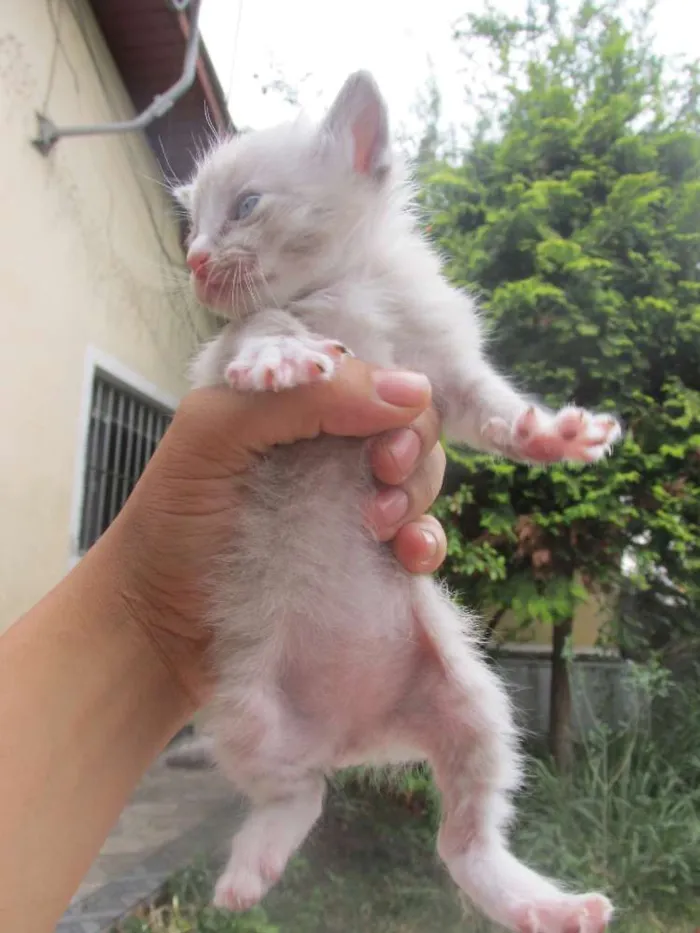 Gato ra a vira lata idade 7 a 11 meses nome Mel