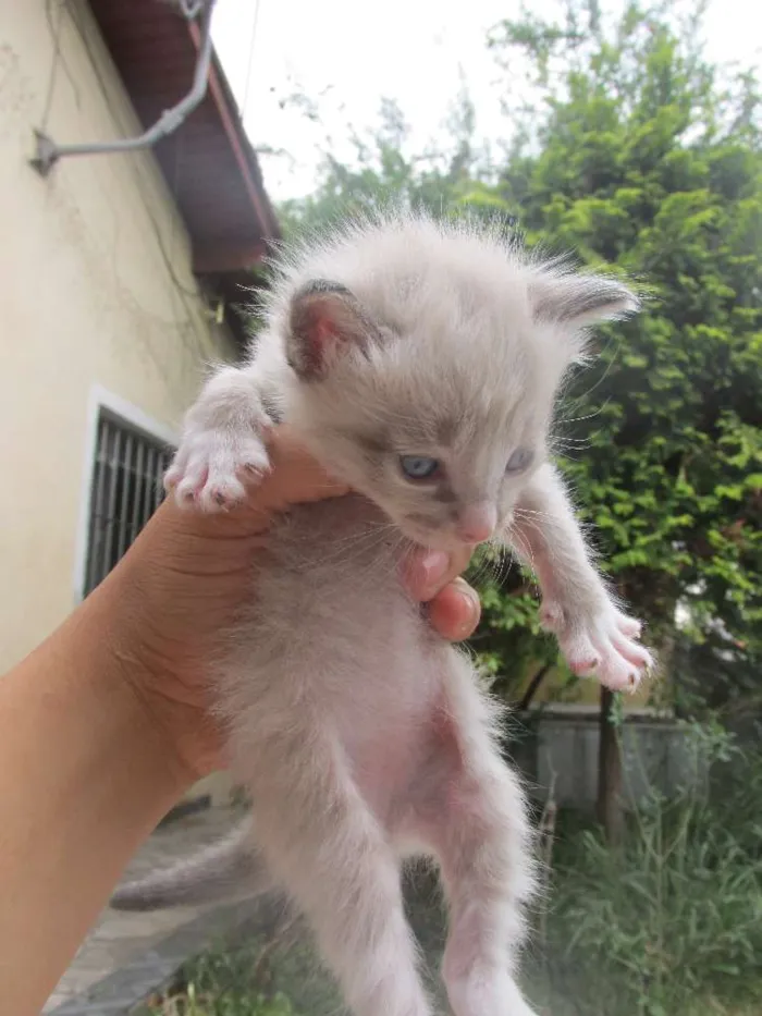 Gato ra a vira lata idade 7 a 11 meses nome Mel