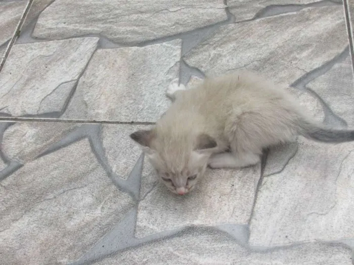 Gato ra a vira lata idade 7 a 11 meses nome Mel