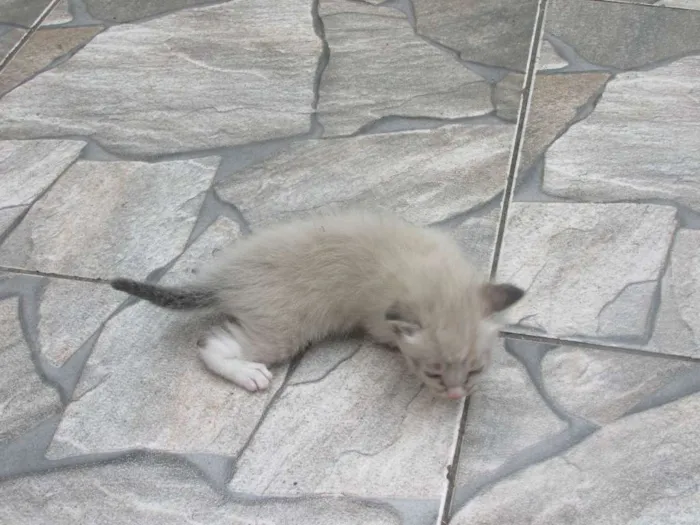 Gato ra a vira lata idade 7 a 11 meses nome Mel