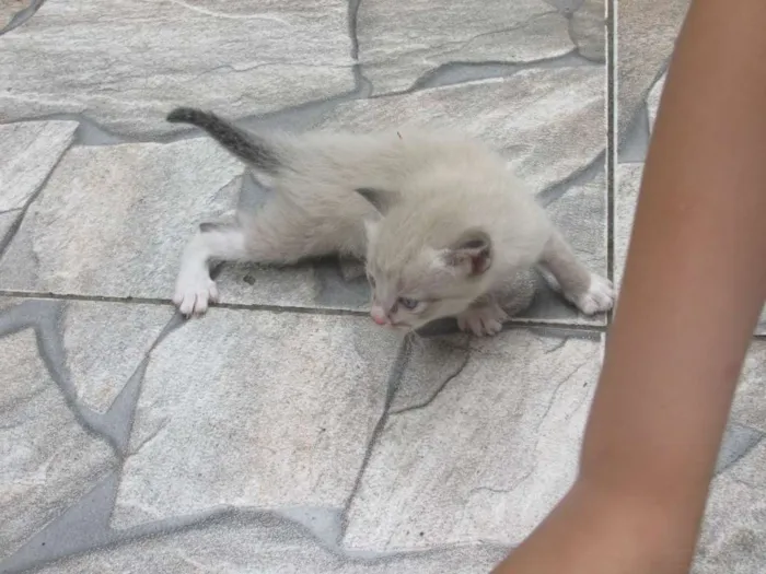 Gato ra a vira lata idade 7 a 11 meses nome Mel