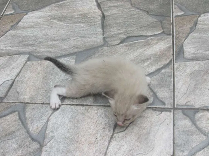 Gato ra a vira lata idade 7 a 11 meses nome Mel