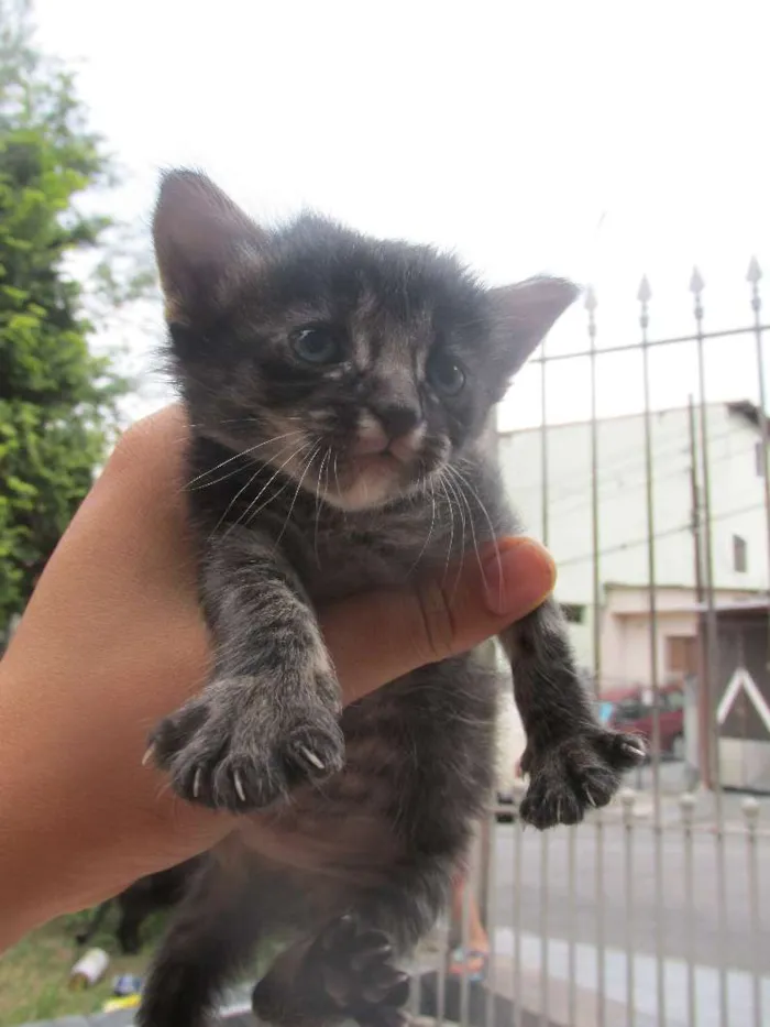 Gato ra a vira lata idade 7 a 11 meses nome Mel