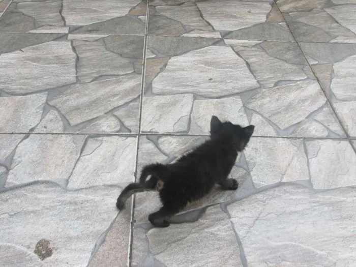 Gato ra a vira lata idade 7 a 11 meses nome Mel