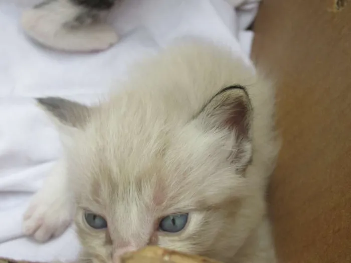 Gato ra a vira lata idade 7 a 11 meses nome Mel