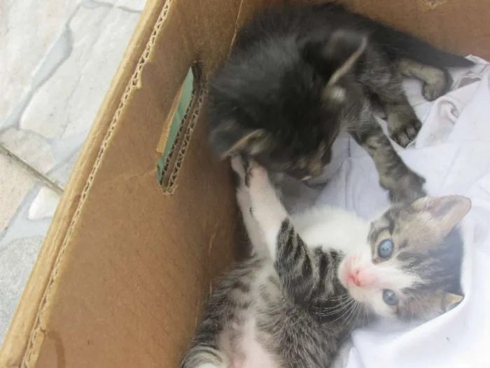 Gato ra a vira lata idade 7 a 11 meses nome Mel