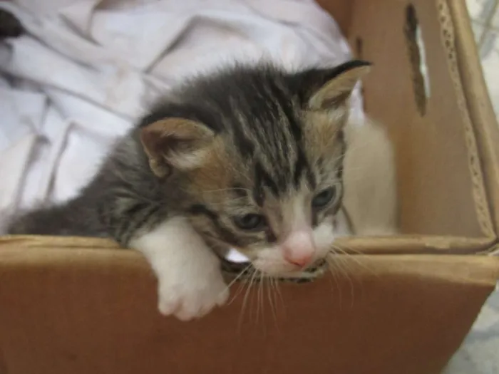 Gato ra a vira lata idade 7 a 11 meses nome Mel