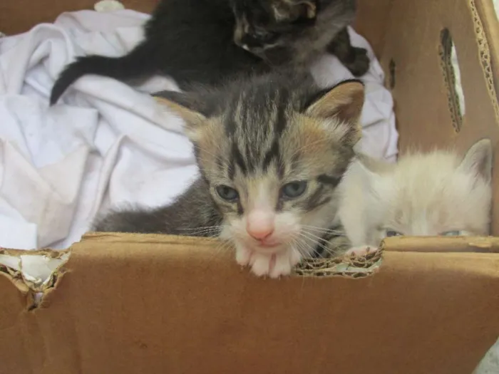 Gato ra a vira lata idade 7 a 11 meses nome Mel